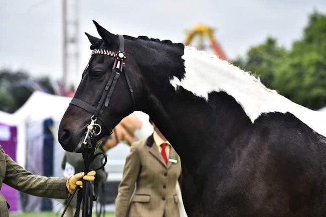 Strinesdale Puzzle Master - Top Class Show Horse